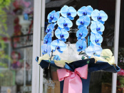 青い胡蝶蘭（ブルーエレガンス）［２本立ち］松浦園芸【送料無料】｜就任・開店・開院のお祝い・誕生日・長寿祝い・お供えなどの贈り物におすすめのフラワーギフト