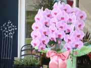 ピンクの胡蝶蘭［３本立］～LED栽培・産地直送～【送料無料】｜就任・開店・開院のお祝い・誕生日・長寿祝い・お供えなどの贈り物におすすめのフラワーギフト