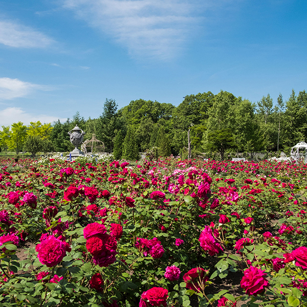 ローズシロップ3種セット〈ロズビィトモコ〉
