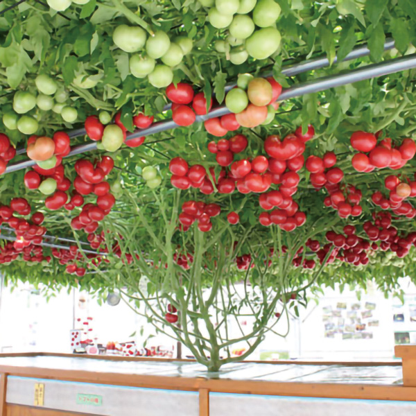 tomato-2-2.jpg?t=20240726093522