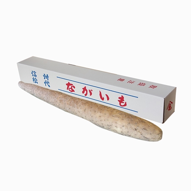 長芋　一本物