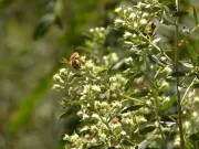 花の上で蜜を集める蜂。プロポリスの原材料となる蜂の自然な活動