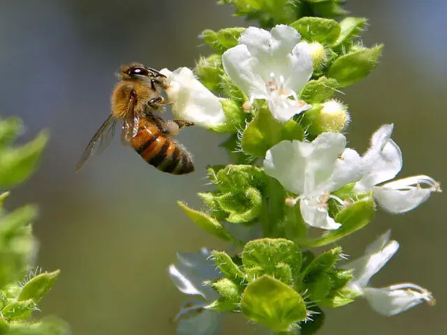 花の蜜を集める蜂。プロポリスの元となる自然の蜂の活動