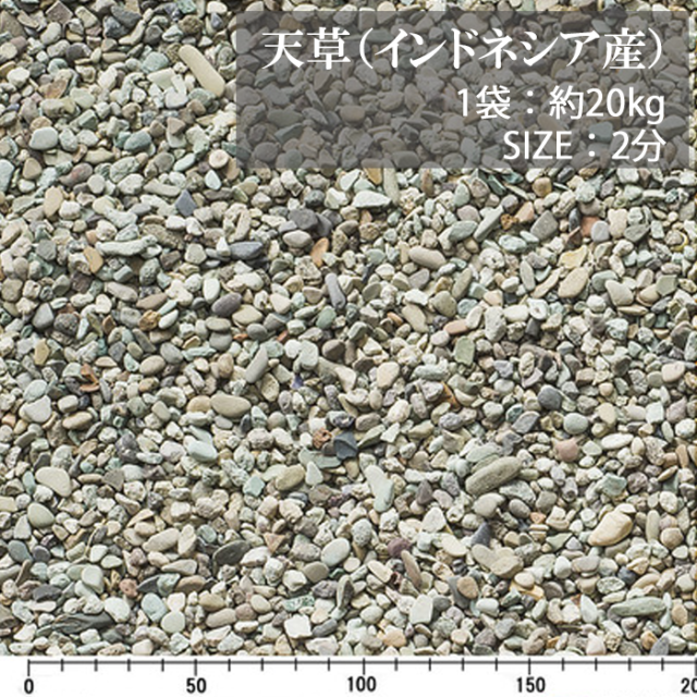 天草／2分／ドライ