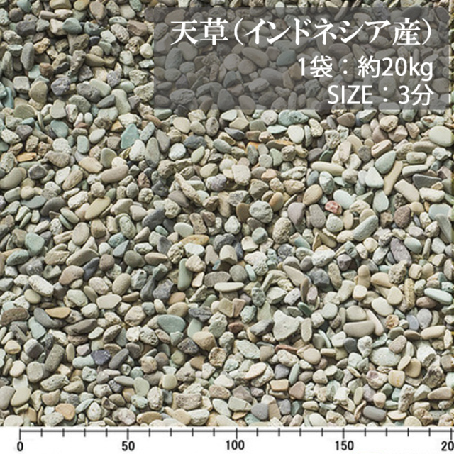 天草／3分／ドライ