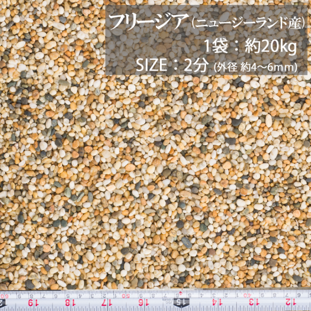 フリージア／2分／ドライ