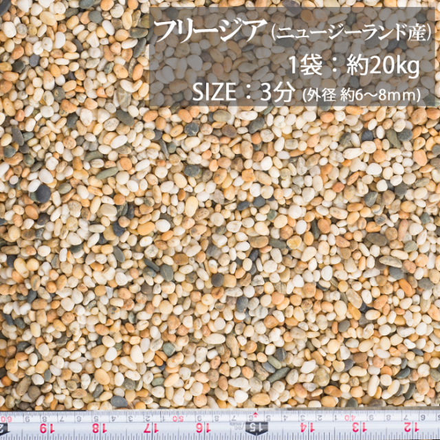 フリージア／3分／ドライ