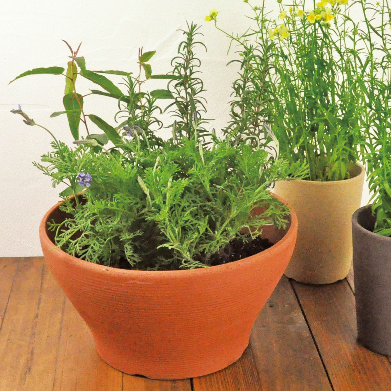 植木鉢 バリウス 赤焼9号