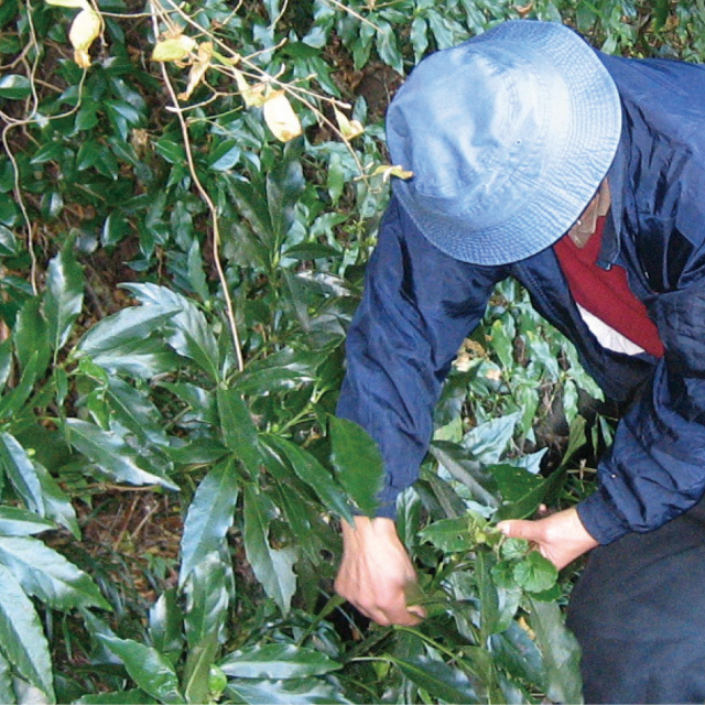 いちえ野草イメージ