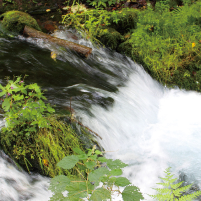 いちえ野草イメージ