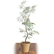 植木鉢 ローズ 白焼8号