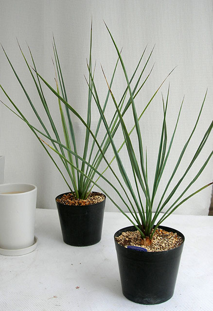 ユッカ・ロストラータ観葉植物通販・販売