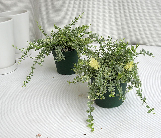 ディスキディア　ミリオンハート白斑 観葉植物通販・販売