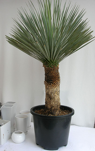 ユッカ・ロストラータH1300観葉植物通販・販売