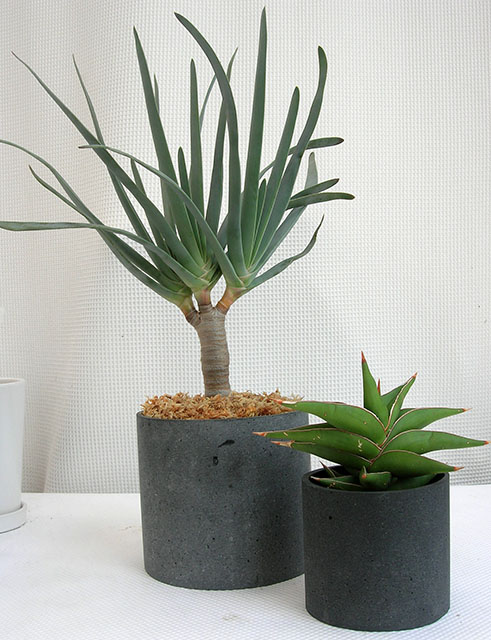 アロエ・プリカチリス　サンスベリア・パウエリー観葉植物通販・販売