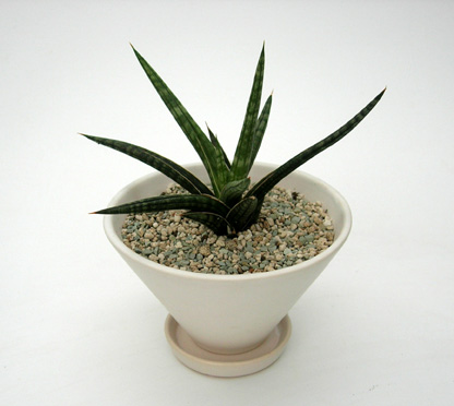 観葉植物専門店エドプランツ