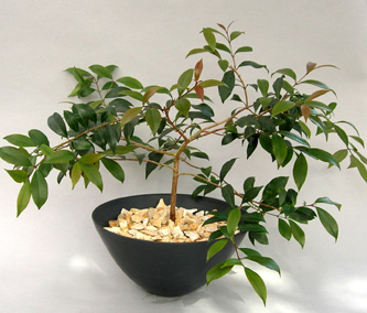 観葉植物・ユーギリア