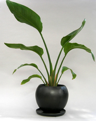観葉植物オーガスター