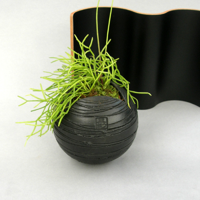 リプタンサス黒幻・地球鉢