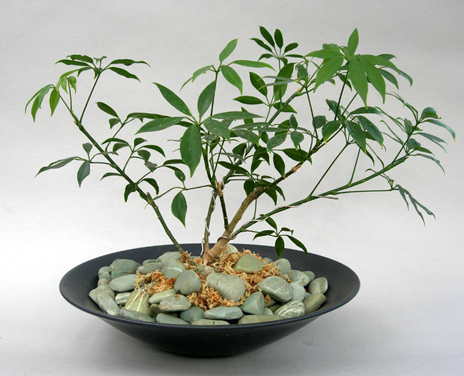 観葉植物シェフレラコンパクター