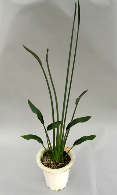 ノンリーフ・ストレリチア(パルビフォリア)