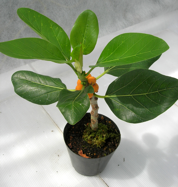 フィカス・ベンガレンシス・オードリー