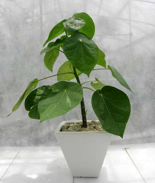 ハスノハギリ・ユニックホワイト鉢カバー