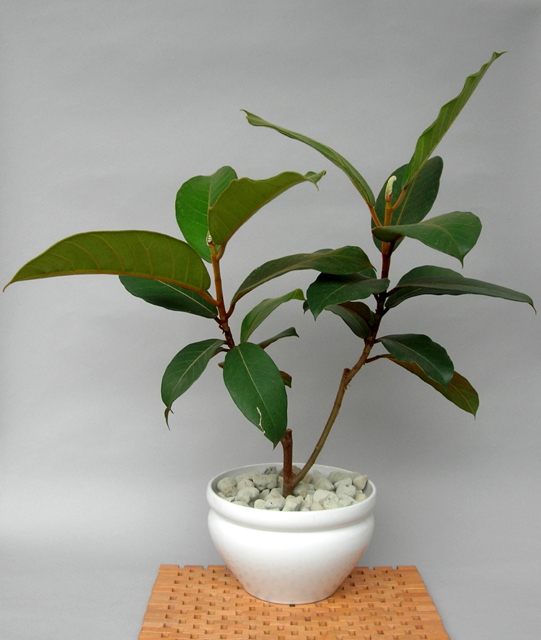 観葉植物フィカス・ベルベット