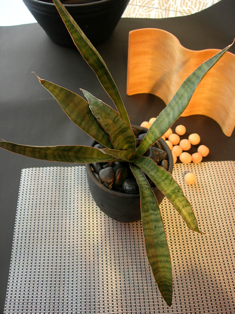 サンスベリア・ヒヤシントイデス