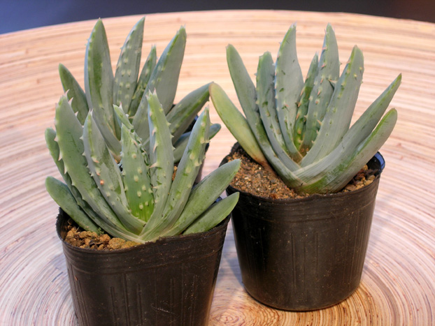 アロエ・ネリー