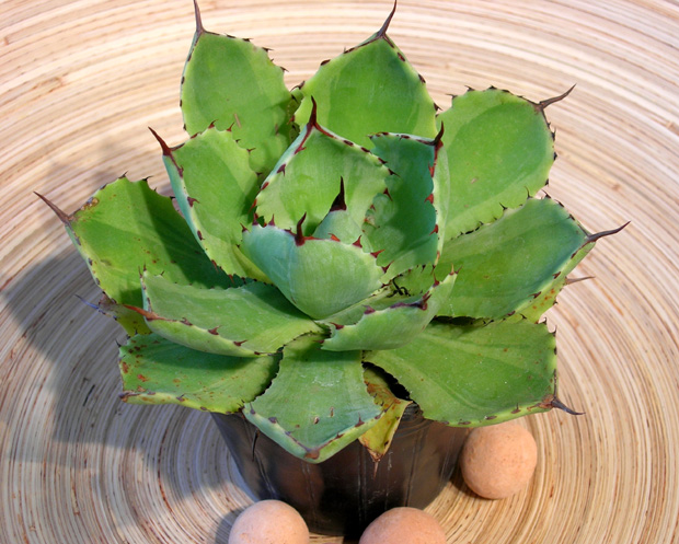 アガベ吉祥冠錦