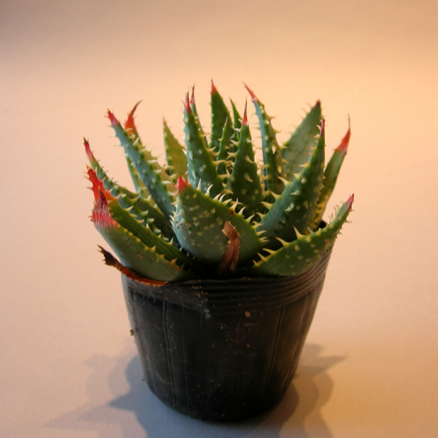 アロエ・プラテンシス