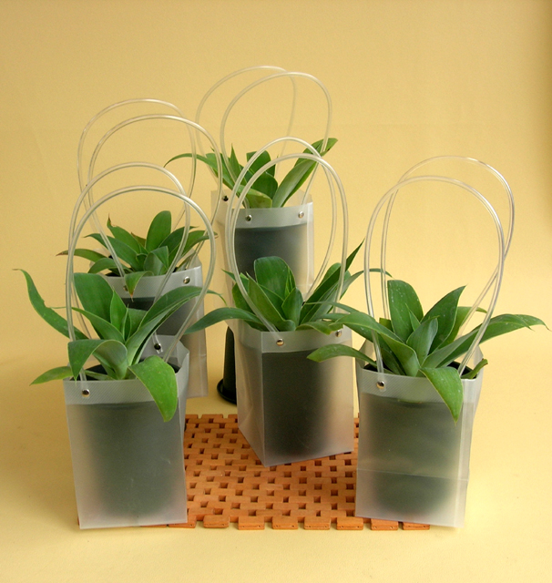 アガベアテナータ