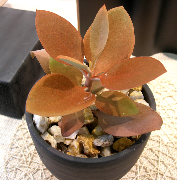 オリグヤリス・黒幻ナツメ