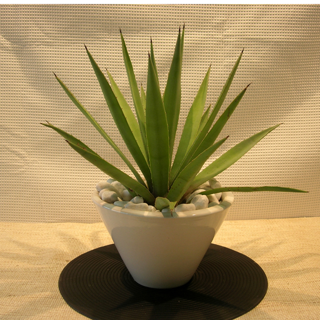 アガベアメリカーナ・エレックディープボウル