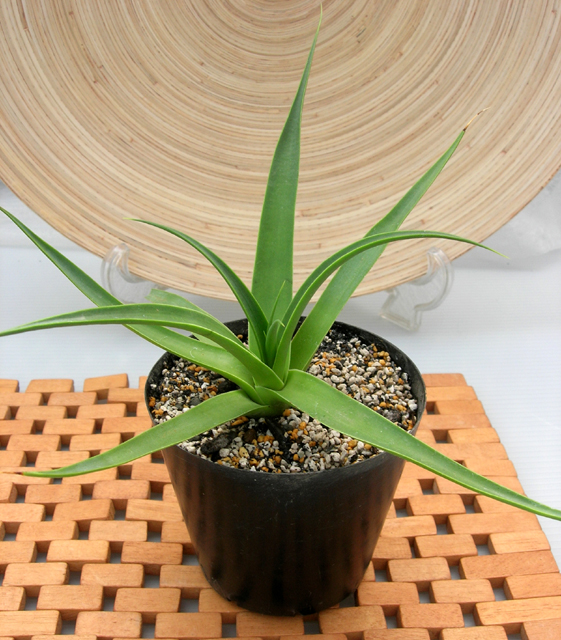 アガベ・ブラクテオサ