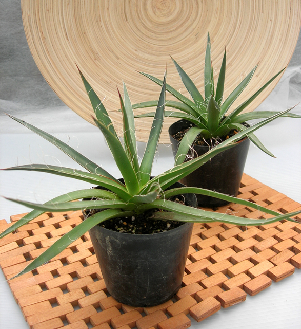 アガベ　フィリフェラ