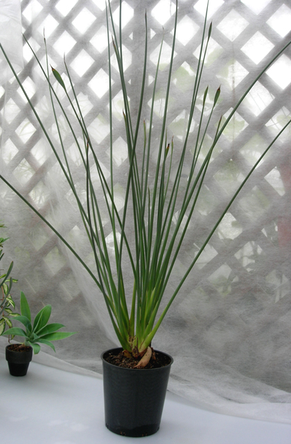 可愛いクリスマスツリーやギフトが！ ① ストレリチア ユンケア