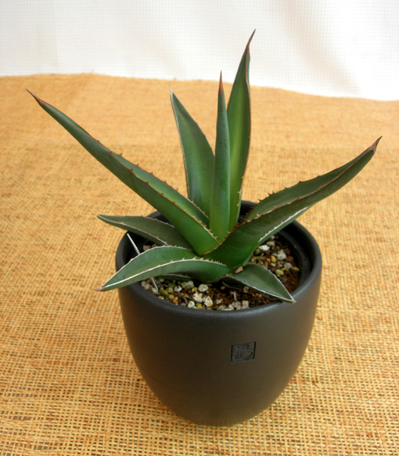 アガベ・トライアングラリス