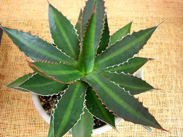 アガベ・ホリダ