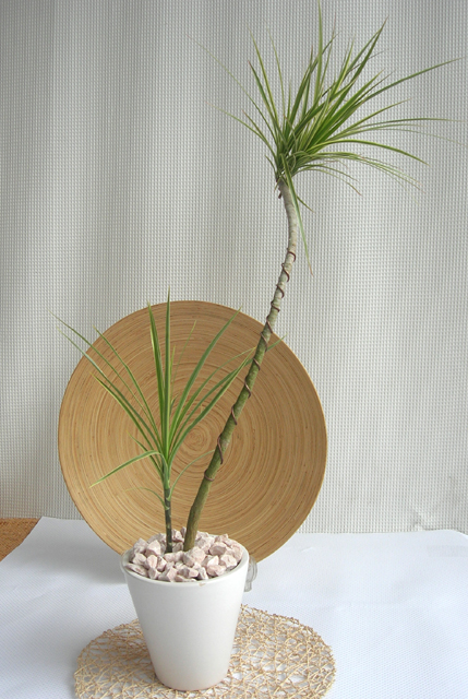ホワイトコンシネ・モダンスクエアM