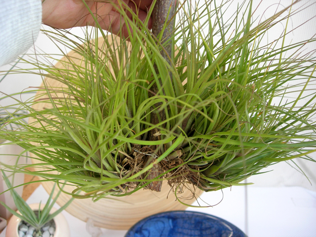 チランジア・トリコロール