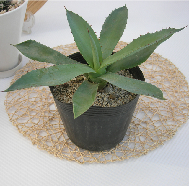 アガベ・コンバクター