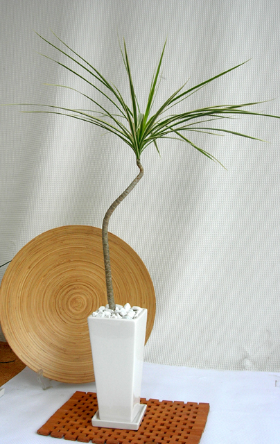 ホワイトコンシネ　ロングスクエア