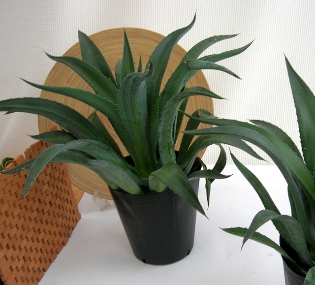 デシピエンス.アカベ