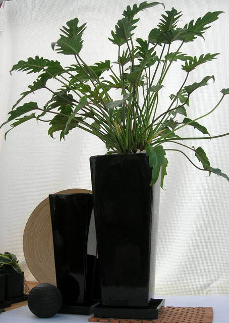 観葉植物 クッカバラ スタイリッシュ ノワールロングスクエアm