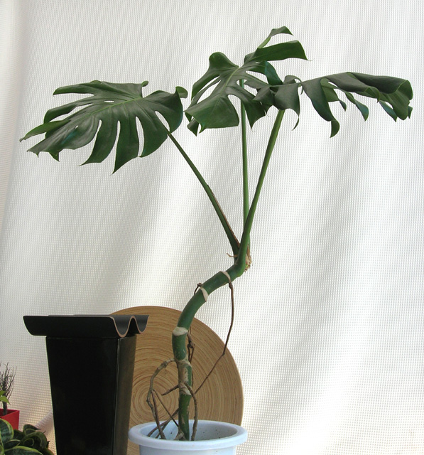 ナンヨウス 観葉植物 幹上がり モンステラ デリキオーサ H102cm 陶器鉢 白 風水 金運アップ 管理説明書 受皿付き 肥料小袋プレゼント 観葉植物の専門店e Ran シルクジャ