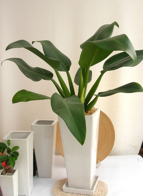 フィロデンドロン　キャニフォリウム ロングスクエアM