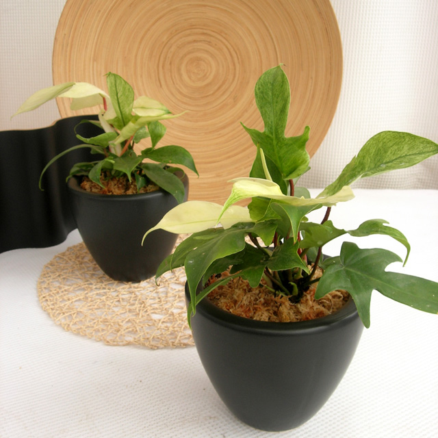 フィロデンドロン・アルバ  マッドブラック