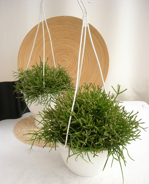 リプサリス・マツカゼ